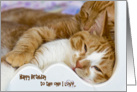 Birthday romance with tabby kittens snuggling card