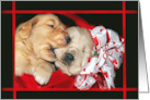 Valentine’s Day golden retriever puppies in basket with bow card