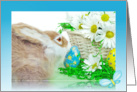Easter bunny with basket of daisies and eggs card