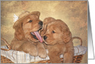 cute Golden Retrievers puppies in a basket for humorous birthday card