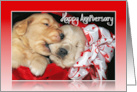 Anniversary, Golden Retriever puppies in a red basket card