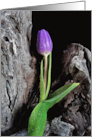 Purple Tulip On Driftwood With Raindrops for Sympathy card
