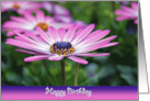 Pink Birthday Daisy in Garden card