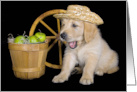 Birthday Golden Retriever wearing a Straw Hat with Green Apples card