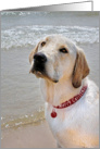 Christmas Labrador Retriever on the beach with holiday collar card