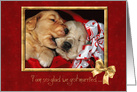 golden retrievers in red basket for spouse’s anniversary card