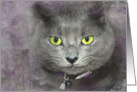Smiling Gray Cat With Textured Overlay for Birthday Humor card