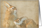 Birthday pair of rabbits with textured overlay card