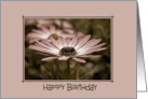 Birthday daisy in soft sepia tones card