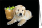Birthday Golden Retriever Puppy with Green Apple Basket card