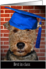 Graduation-Welsh Terrier with blue graduation cap card