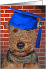 Graduation Welsh Terrier with blue graduation cap card