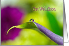 get well soon-dew drop on a calla lily leaf card