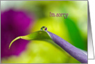 I’m sorry-calla lily with dew drop card