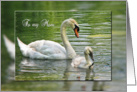 Mother’s Day for Mom-swan with cygnet in pond card
