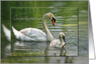 Sympathy-swan with cygnet in pond card