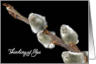 Pussywillow Branch On Black For Thinking of You card