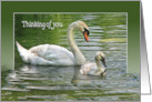 Swan With Cygnet in Pond Water for Thinking Of You card