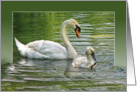 Grandma’s Birthday-swan with cygnet in pond water card