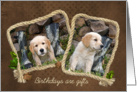 Birthday-Golden Retriever puppies with hunting boots in a rope frame card