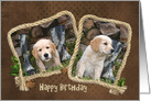 Son’s Birthday Golden Retriever puppies with boots in rope photo frame card