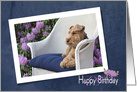 Welsh Terrier in azalea garden on wicker chair birthday card