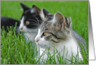 Tabby Kittens in Grass for a Friend card
