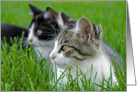Birthday-kittens in grass card