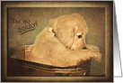 I’m Sorry, sad golden retriever puppy in vintage tub card