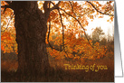 Thinking of You autumn oak tree with orange foliage card