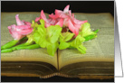 Pink and Green Gladiolus On Open Bible for Sympathy card