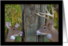 wedding anniversary with doe and buck card