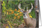 Birthday Buck in Autumn Woods card