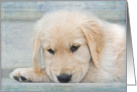 Thinking of You Golden Retriever puppy card