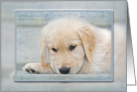 Thinking of you with Golden Retriever puppy card