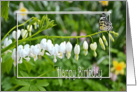 bleeding heart flowers with butterfly for Birthday card