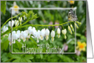 bleeding heart flowers with butterfly for 75th Birthday card