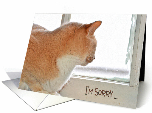 I'm Sorry for with tabby cat looking out of a window card (1018315)