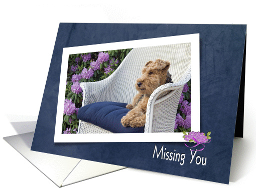Missing you with welsh terrier on a chair in garden card (1019281)