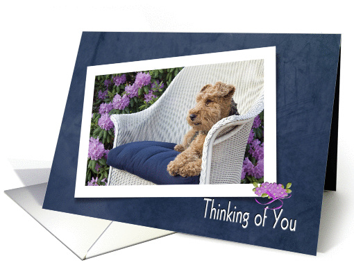 Thinking of you with welsh terrier on a chair in garden card (1019283)