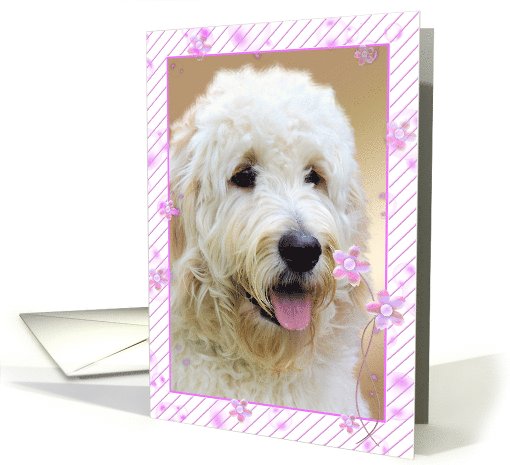 Bubbles and daisies on pink striped photo card for birthday card