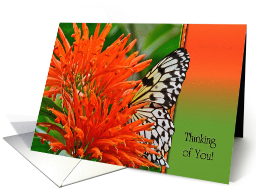 Thinking of You for Sister - butterfly in orange blossom card