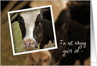 Dad’s birthday humor-Holstein cow card