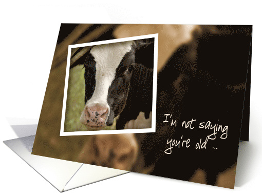 older Brother's birthday humor with Holstein cow snapshot card