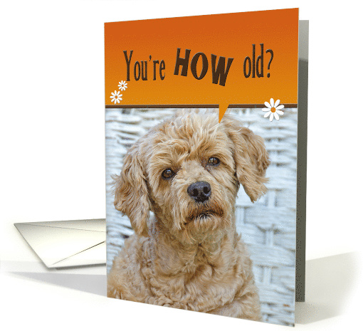 Birthday Humor brown poodle dog with a cute expression card (1125314)