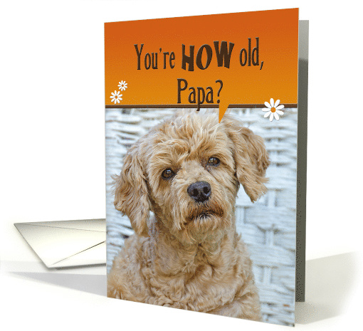 Papa's Birthday humor, brown poodle with orange border card (1126116)