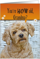 Grandma’s Birthday Humor-poodle with a cute expression card