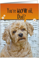 Dad’s Birthday Humor-poodle with a cute expression card