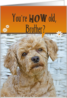 Brother’s 50th Birthday poodle with a cute expression card