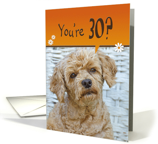 30th Birthday Brown Poodle with a Cute Expression card (1127228)